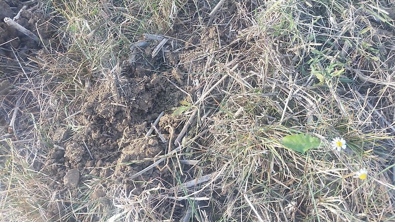 Bremer Maschinenbau Tiefenlockerer Parall PS 6 VÜ Bio Magic - und der Boden lebt