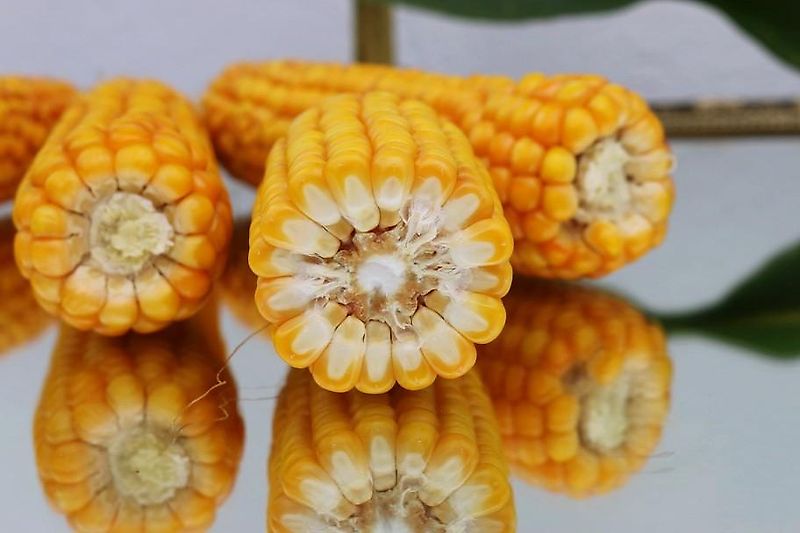 Heilers Frontgrubber 250cm Ideal zur Gülleeinarbeitung 6 Flügelstile mit 420mm breite bis zu 850mm Arbeitstiefe möglich Frontanbau Heckanbau Gummistützräder 600mm über Lochschiene Tiefeneinstellung Flügelschargrubber