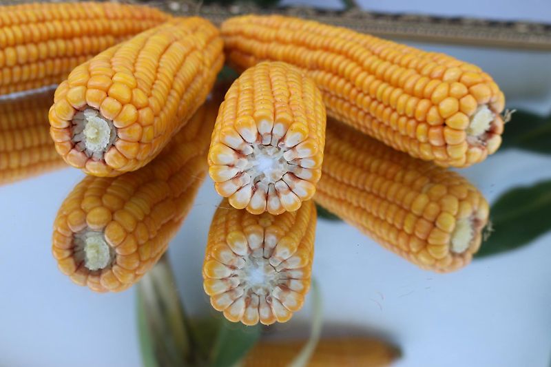 Heilers Frontgrubber 250cm Ideal zur Gülleeinarbeitung 6 Flügelstile mit 420mm breite bis zu 850mm Arbeitstiefe möglich Frontanbau Heckanbau Gummistützräder 600mm über Lochschiene Tiefeneinstellung Flügelschargrubber