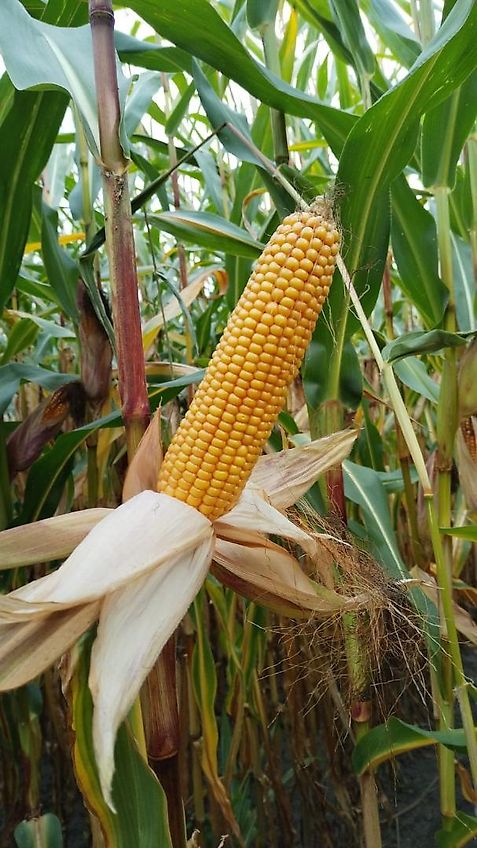 Heilers Frontgrubber 250cm Ideal zur Gülleeinarbeitung 6 Flügelstile mit 420mm breite bis zu 850mm Arbeitstiefe möglich Frontanbau Heckanbau Gummistützräder 600mm über Lochschiene Tiefeneinstellung Flügelschargrubber